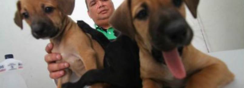 Veterinário recolhe animais abandonados na Zona Oeste do Recife