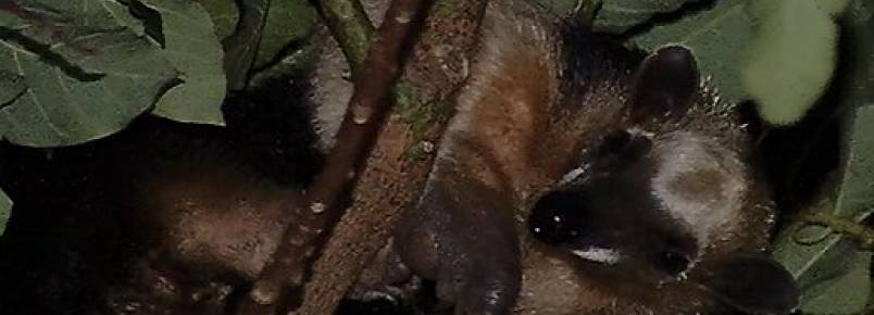 Filhote de tamandu sobe em rvore e fica com medo de descer