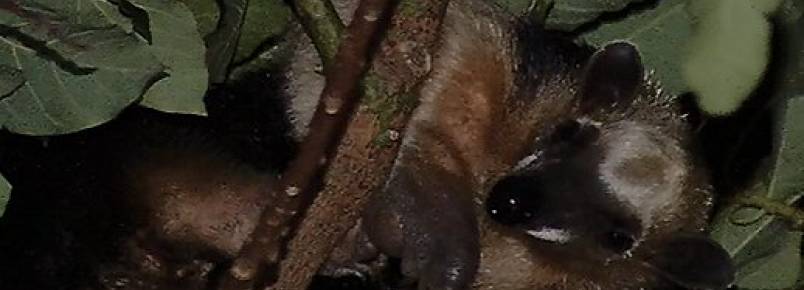 Filhote de tamanduá sobe em árvore e fica com medo de descer