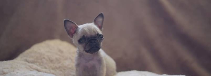 Cadela Pip: a considerada menor pug do Planeta