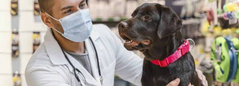 Transfusões de sangue em cães: doador, receptor e critérios