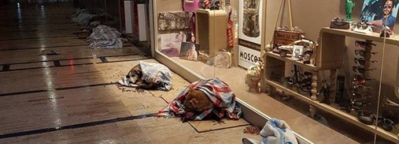 Centro comercial turco abriga cães de rua em noite de frio extremo