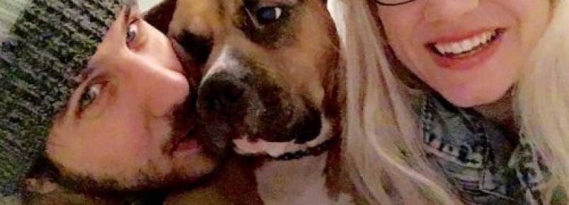 Cão impede um assalto em seu lar temporário e é adotado pela família