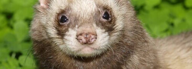 Quais animais têm afinidade com o cão?