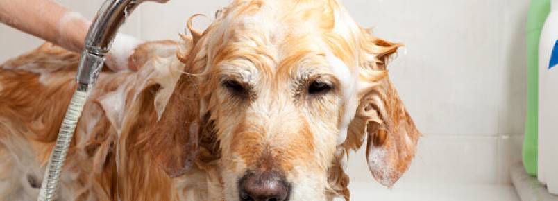9 curiosidades sobre o banho dos cães