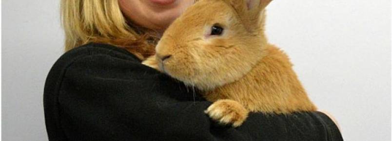 Abandonado pelo dono, coelho gigante busca novo lar na Esccia