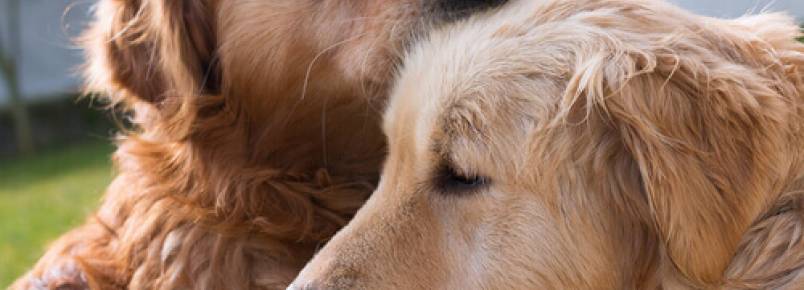 Cães podem se apaixonar?