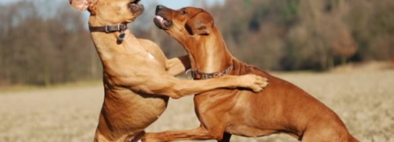 Assistir a rinha de cães agora é ilegal nos EUA