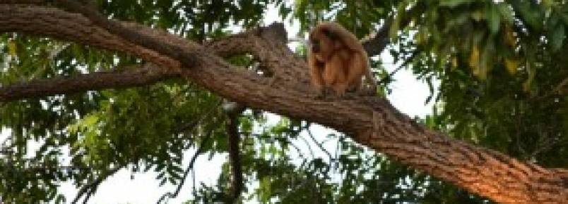 Desmatamento em área verde do município de Paraíso poderá acarretar no desaparecimento dos últimos animais
