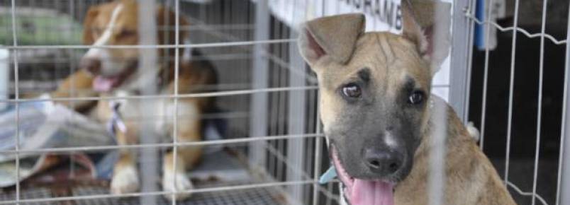 Vale do Sinos projeta espaço para animais