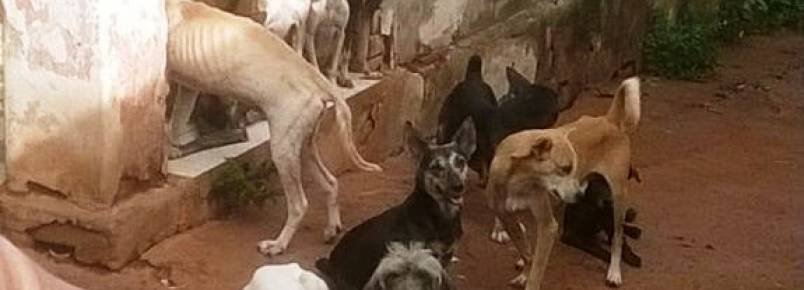 Araraquara – 18 cães passam fome, sede, e precisam de ajuda urgente!