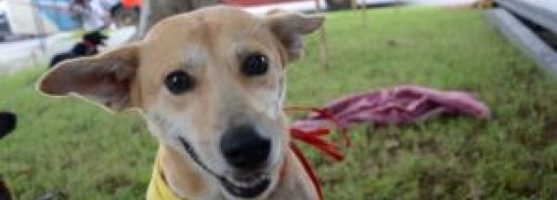 Com 100ª feira de animais, SOS Vira-Lata comemora seis anos