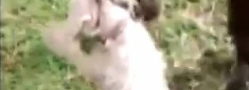 Vídeo: policiais da Cavalaria da PM resgatam cachorro em buraco