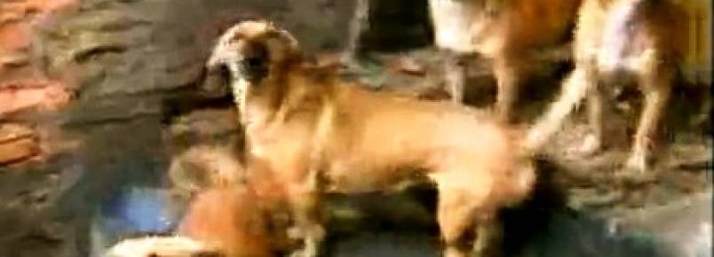 Mulher que cuida de 24 animais em garagem pede ajuda para doar bichinhos