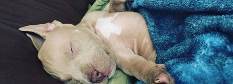Será que ruído branco ajuda os cães a dormirem melhor?