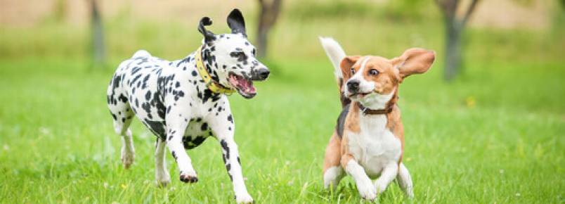 Meu cão pula ao cumprimentar as pessoas