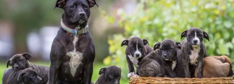Pit bull resgatada se torna mãe adotiva de 9 filhotes órfãos
