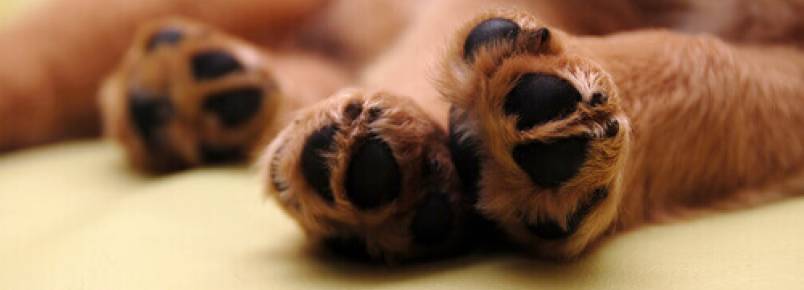 Curiosidades sobre as patas dos cães