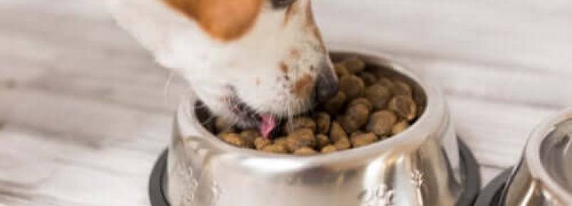 Como alimentar cães idosos?