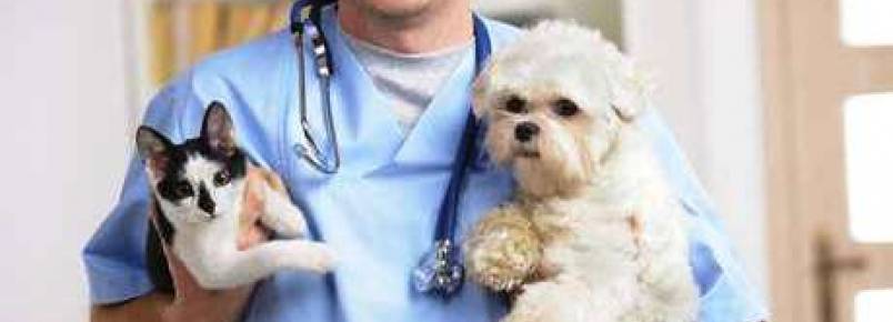 Conheça a oncologia veterinária e como tratar pets com câncer