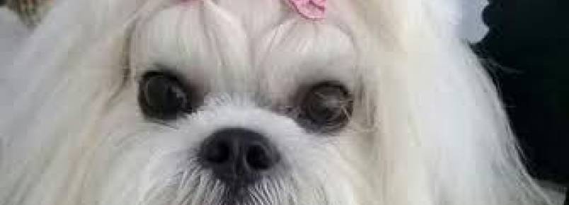 Mel vai toda semana na Clinvet