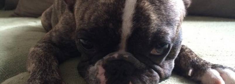 Família faz campanha para tratar buldogue com linfoma