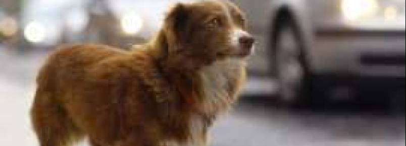 Projeto usa o Facebook para ajudar cães perdidos