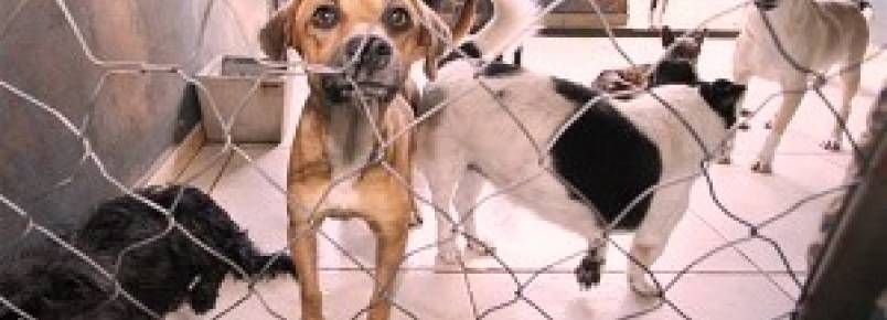 Município vai ganhar centro de atendimento animal