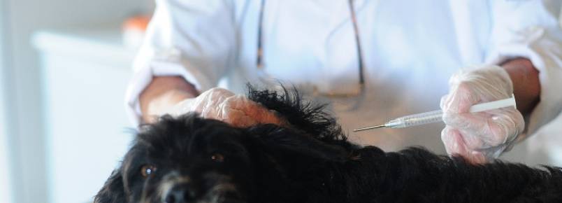 Faltam veterinários na Diretoria de Bem-estar Animal