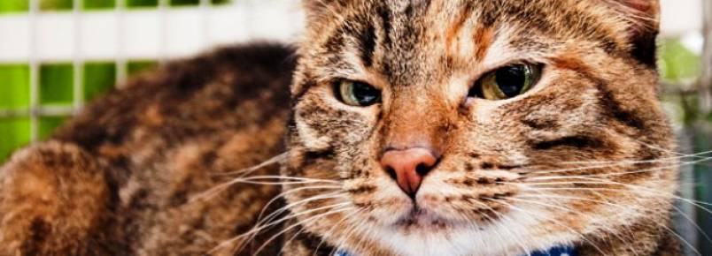 Feira de Adoo de Pequenos Animais tem 11 cachorros e cinco gatos