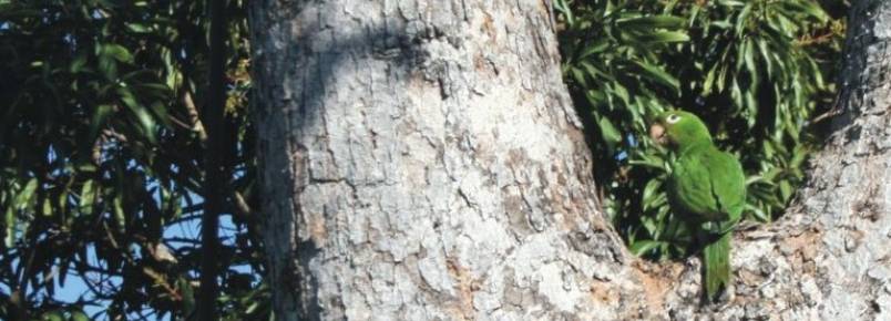 Ibama devolve periquitos para ambiente natural em Goiás