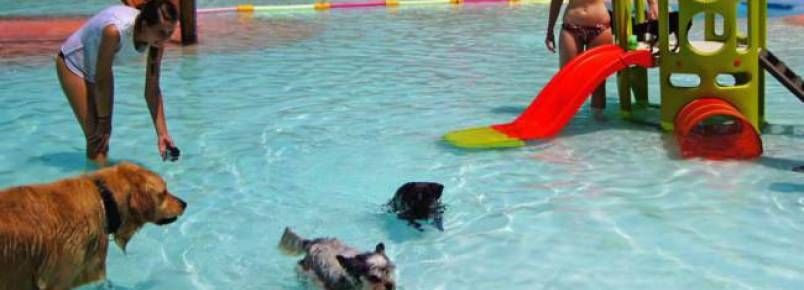 Conheça um resort feito especialmente para cachorros na Espanha