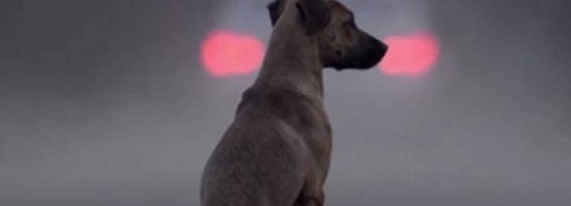 Vídeo chocante mostra a verdade por trás do abandono 