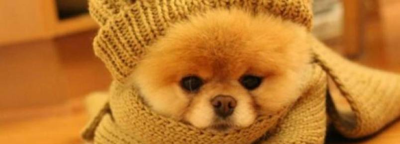 Confira sete dicas para cuidar dos animais de estimação no inverno