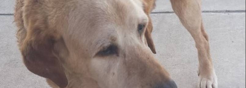 Cachorro é abandonado aos 20 anos de idade e consegue um novo lar