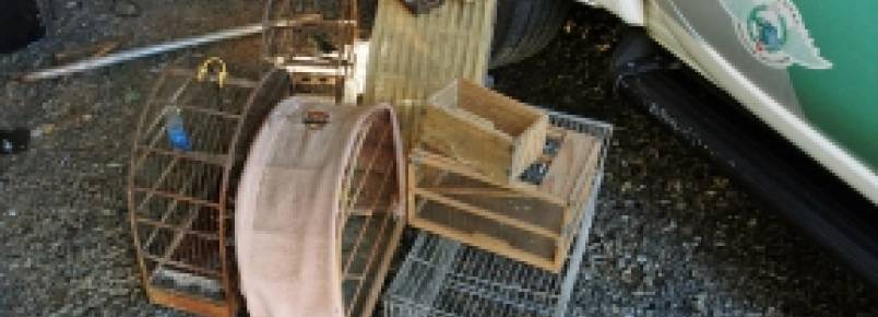 Homem é pego com pássaros silvestres na zona sul de Franca