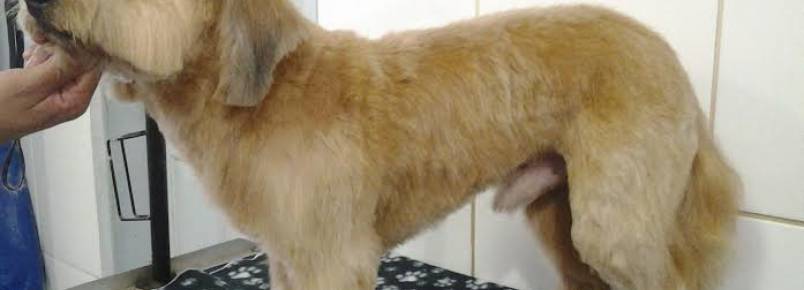 Theo  foi na Clinvet hoje. Cães SRD também merecem todo amor e cuidado