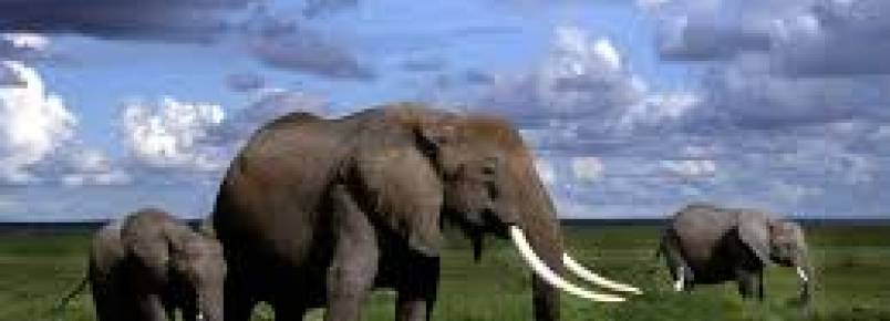 Elefantes em risco caso no se tomem medidas em vrios pases