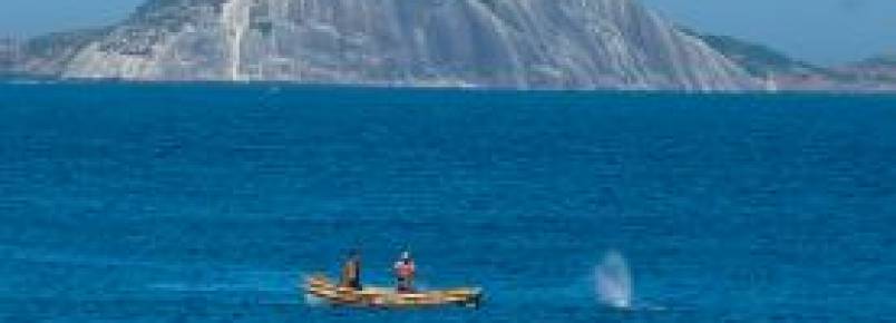 Pescadores libertam baleia presa em rede na Praia do Leme