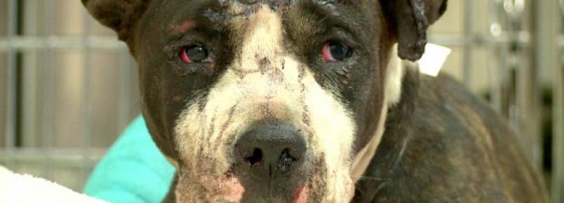 Cachorra sobrevive após ser atropelada por trem