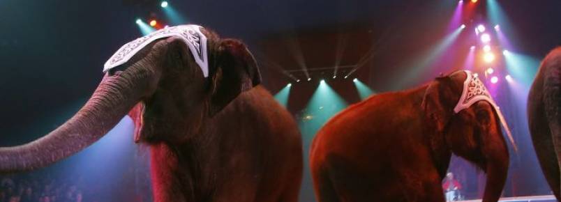 Campanha quer dar nova vida a animais do circo
