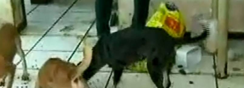 Seis meses sem comida, animais são abandonados em apartamento de Salvador (BA)