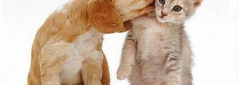 Campanha arrecada donativos e promove adoção de animais