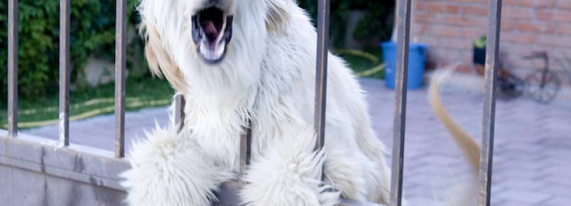 4 dicas para que seu cão não seja odiado pelos vizinhos