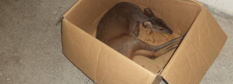 Veado-catingueiro é resgatado pela Policia Ambiental em Jacaraípe