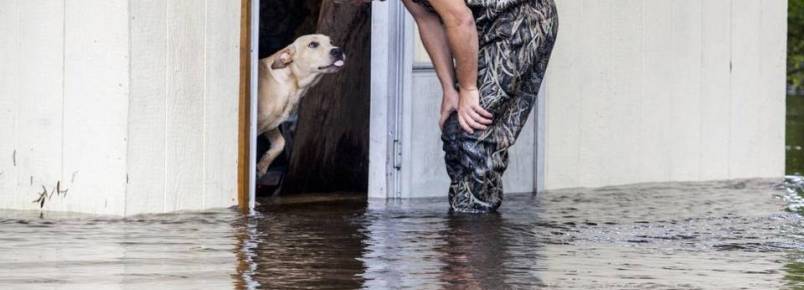 Cachorro  abandonado por tutor durante enchente, mas sobrevive ao ser resgatado por outra pessoa