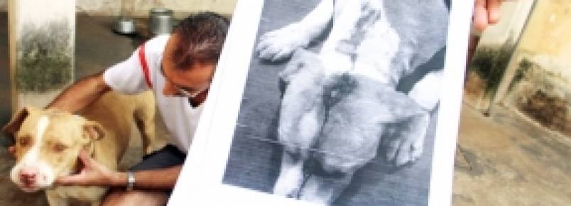 Homem é acusado de agredir cachorro com taco de beisebol