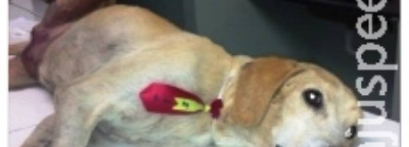 Após cirurgia, cachorro resgatado foge e protetores procuram animal