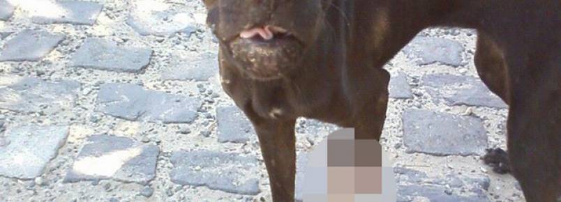 Apipa pede ajuda para custear cirurgia de cadelinha que teve pata amputada