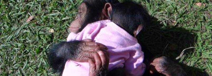 Projeto luta pela preservao da vida de chimpanzs, gorilas e orangotangos